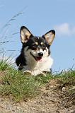 CORGI PEMBROKE 363
